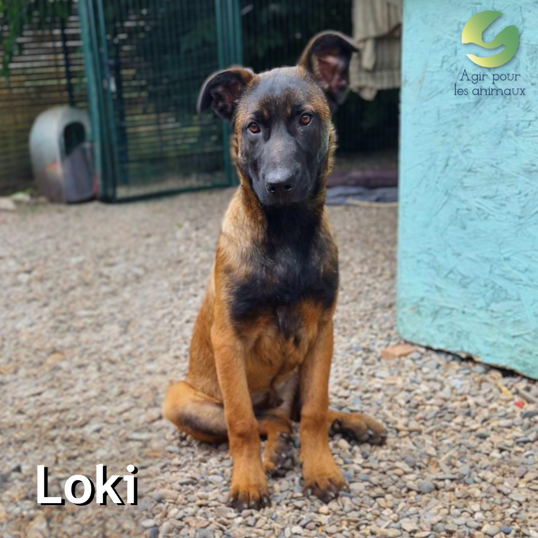 Chiot Malinois à l'adoption