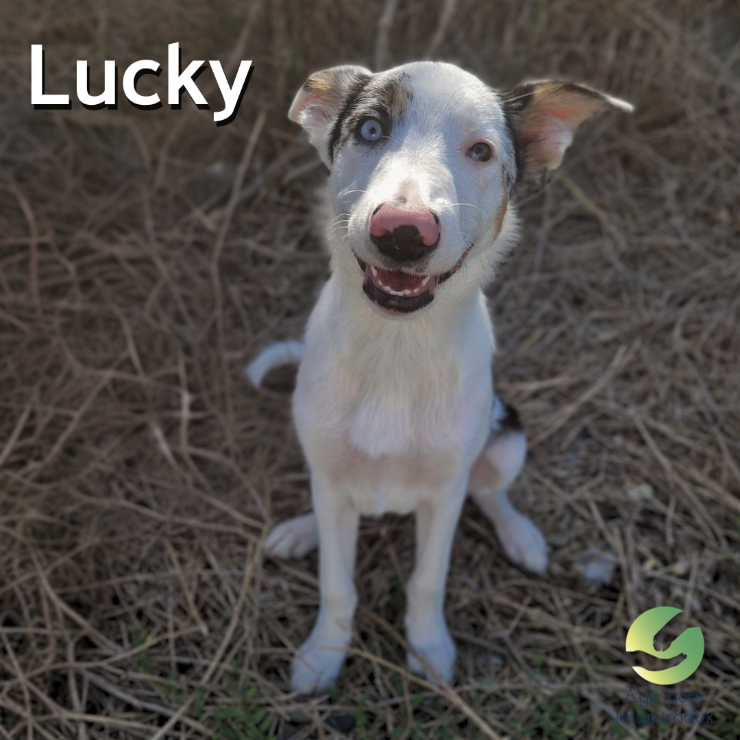 chiot Border Collie à l'adoption