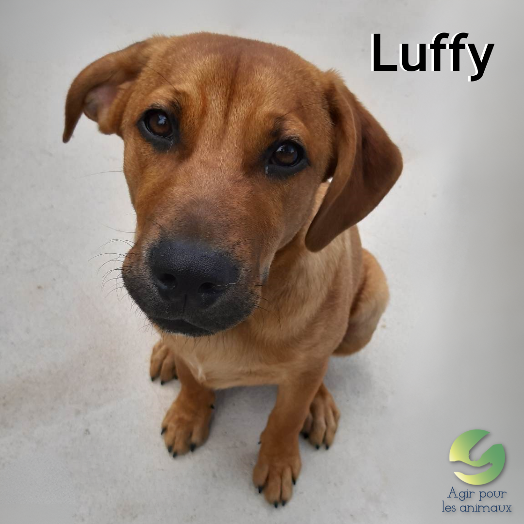 chiot labrador à adopter