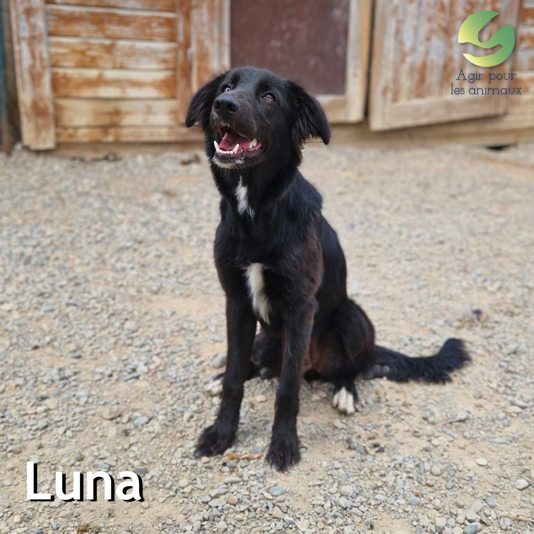 chiot Border Collie à l'adoption