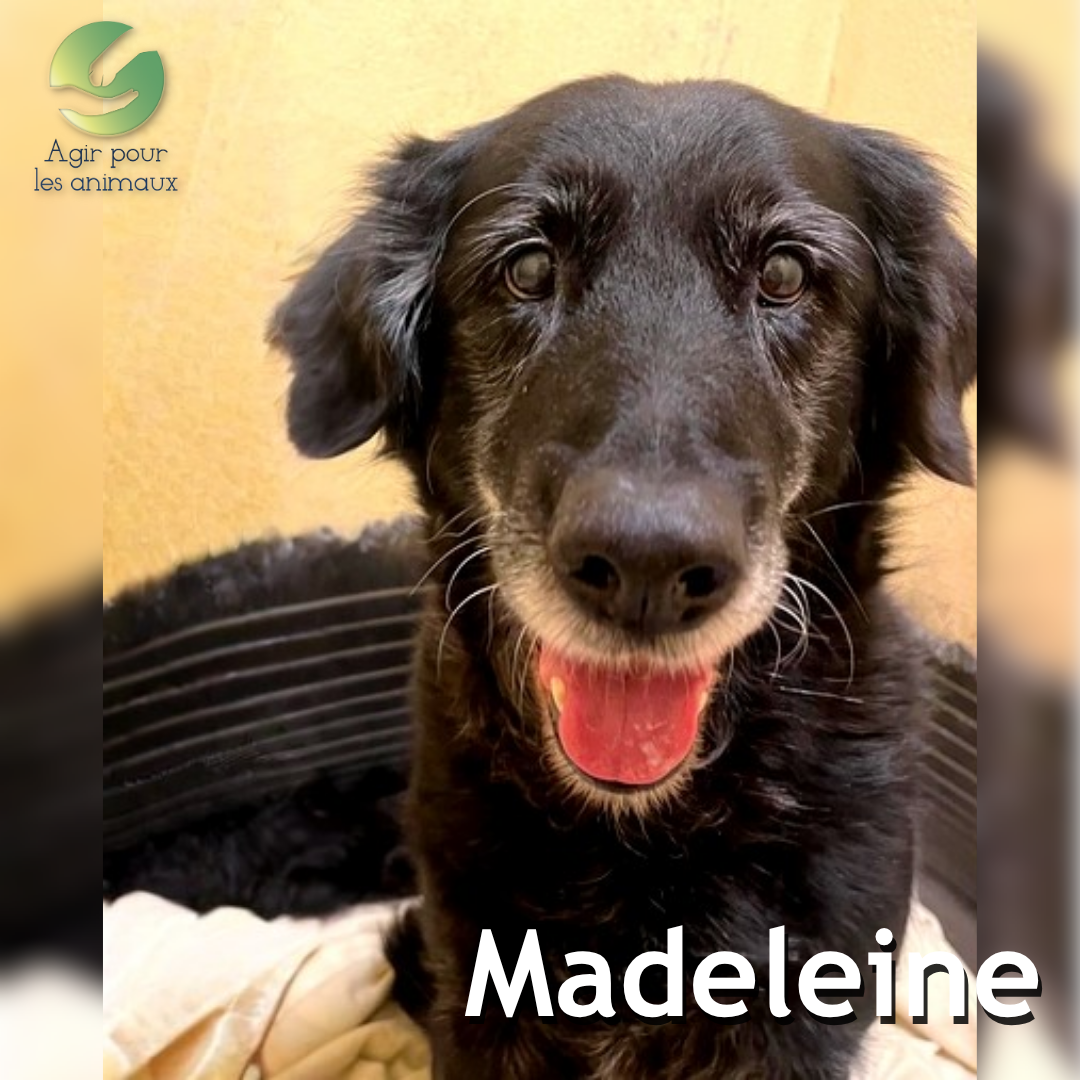 Madeleine croisee Golden 06112025 1