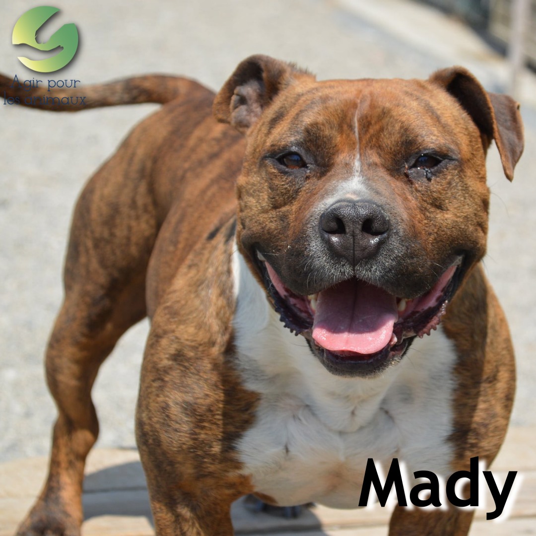 Mady Amstaff à l'adoption