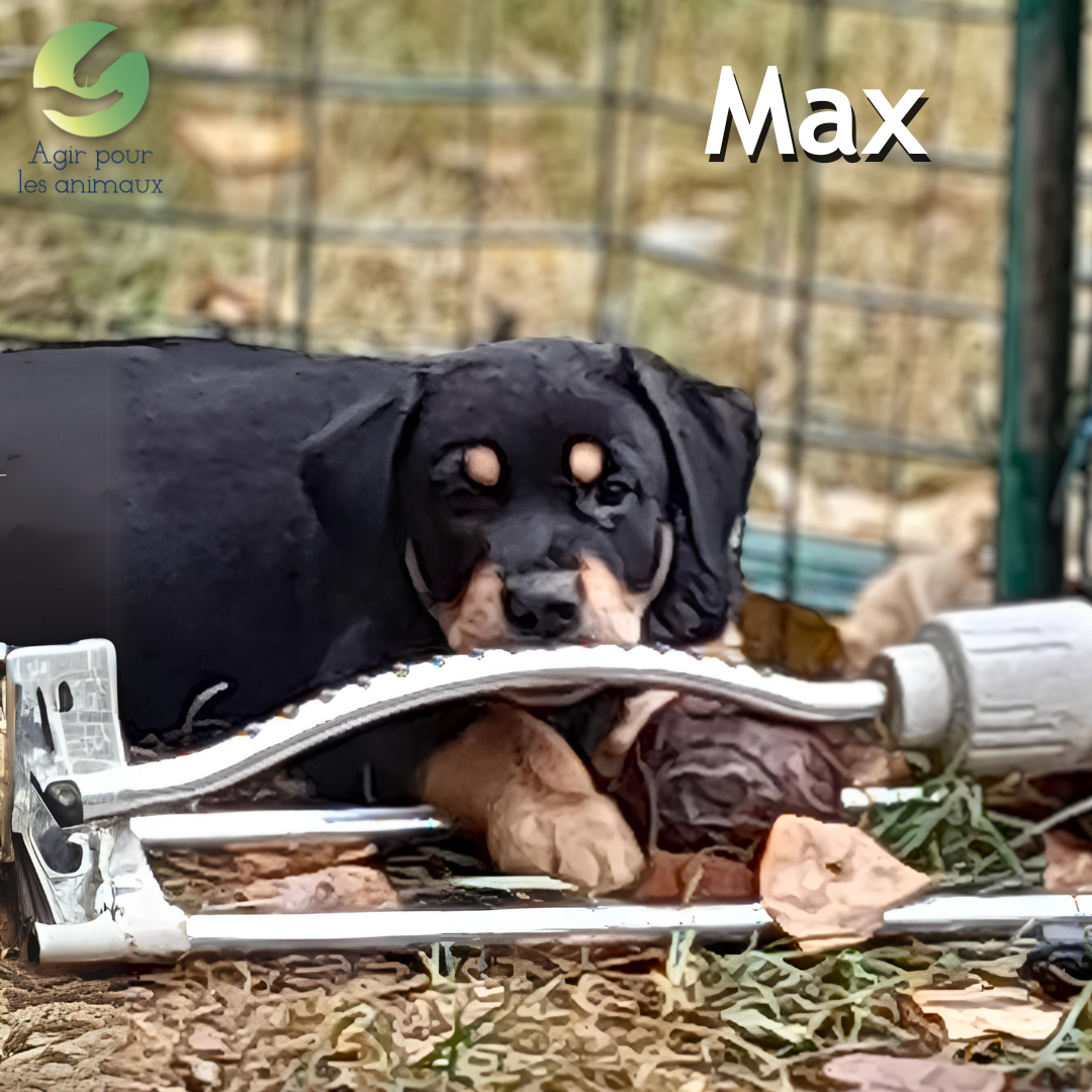 Max chiot Berger à l'adoption