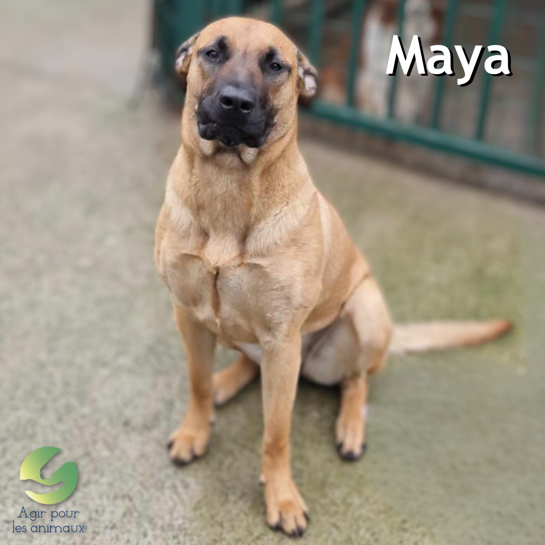 maya femelle croisée berger belge malinois à l'adoption