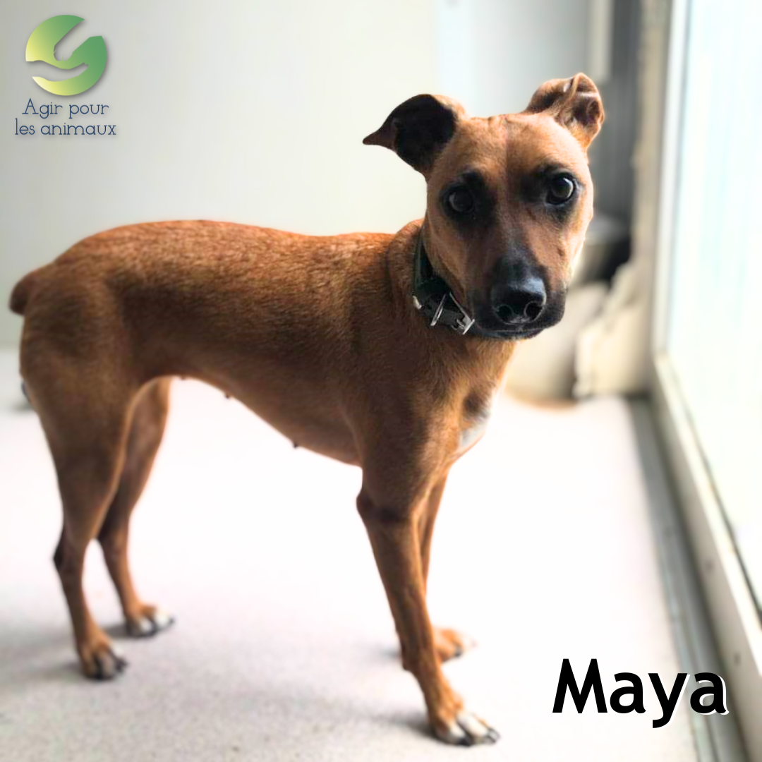 Pinscher à l'adoption
