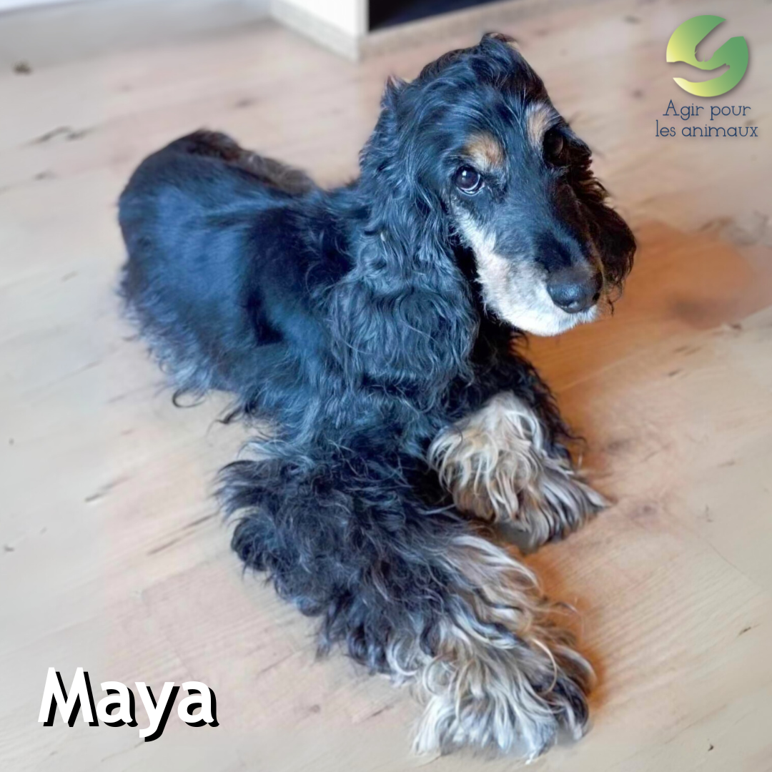 MAYA COCKER ANGLAIS à l'adoption