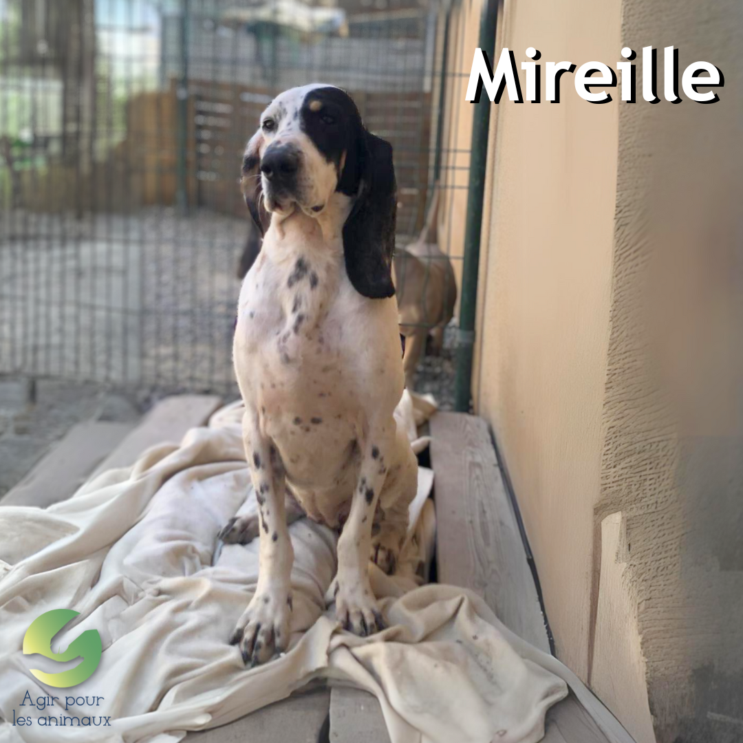 Chien Ariégeois à l'adoption