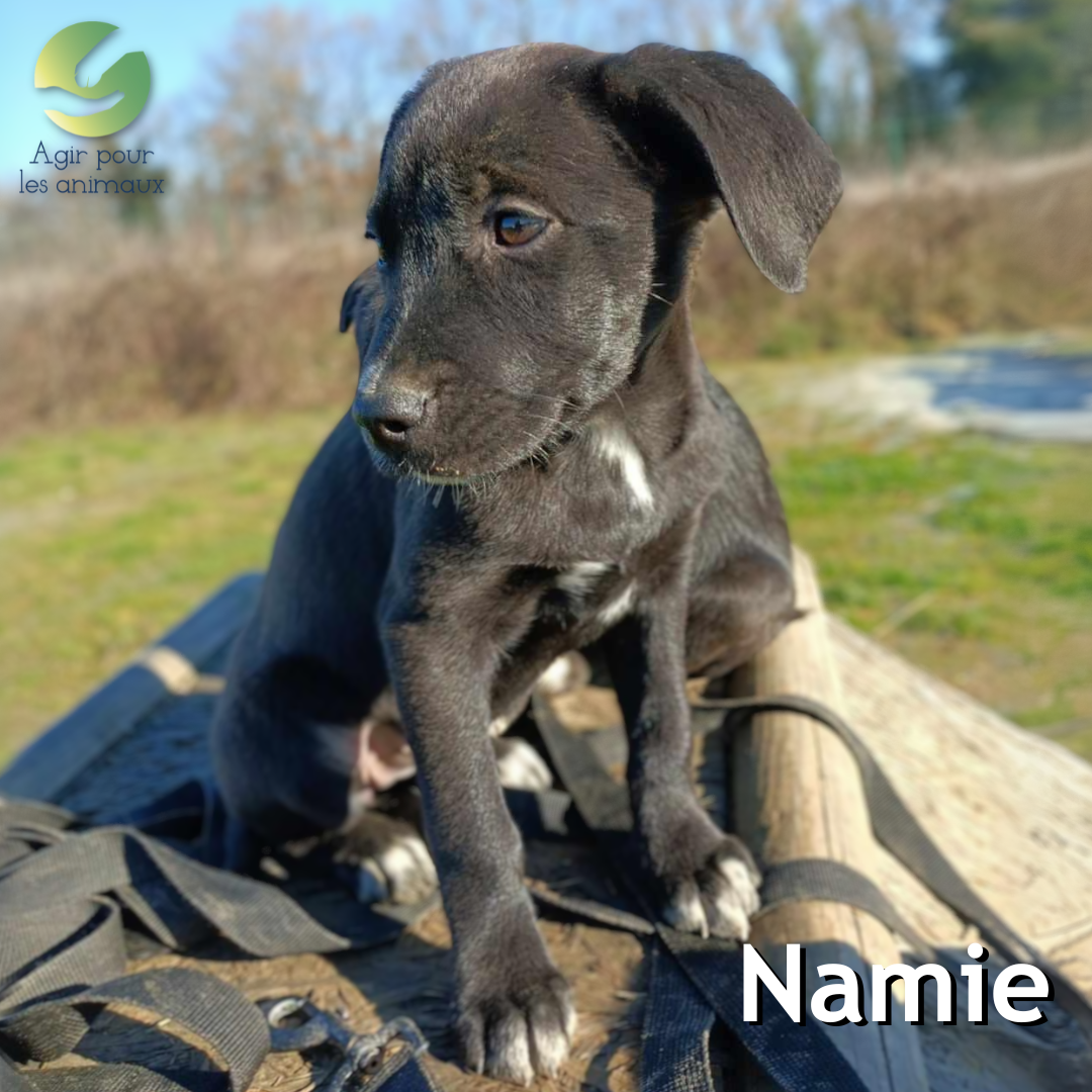 chiot à l'adoption