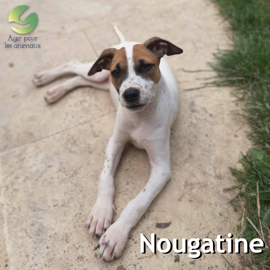 chiot X Berger à l'adoption
