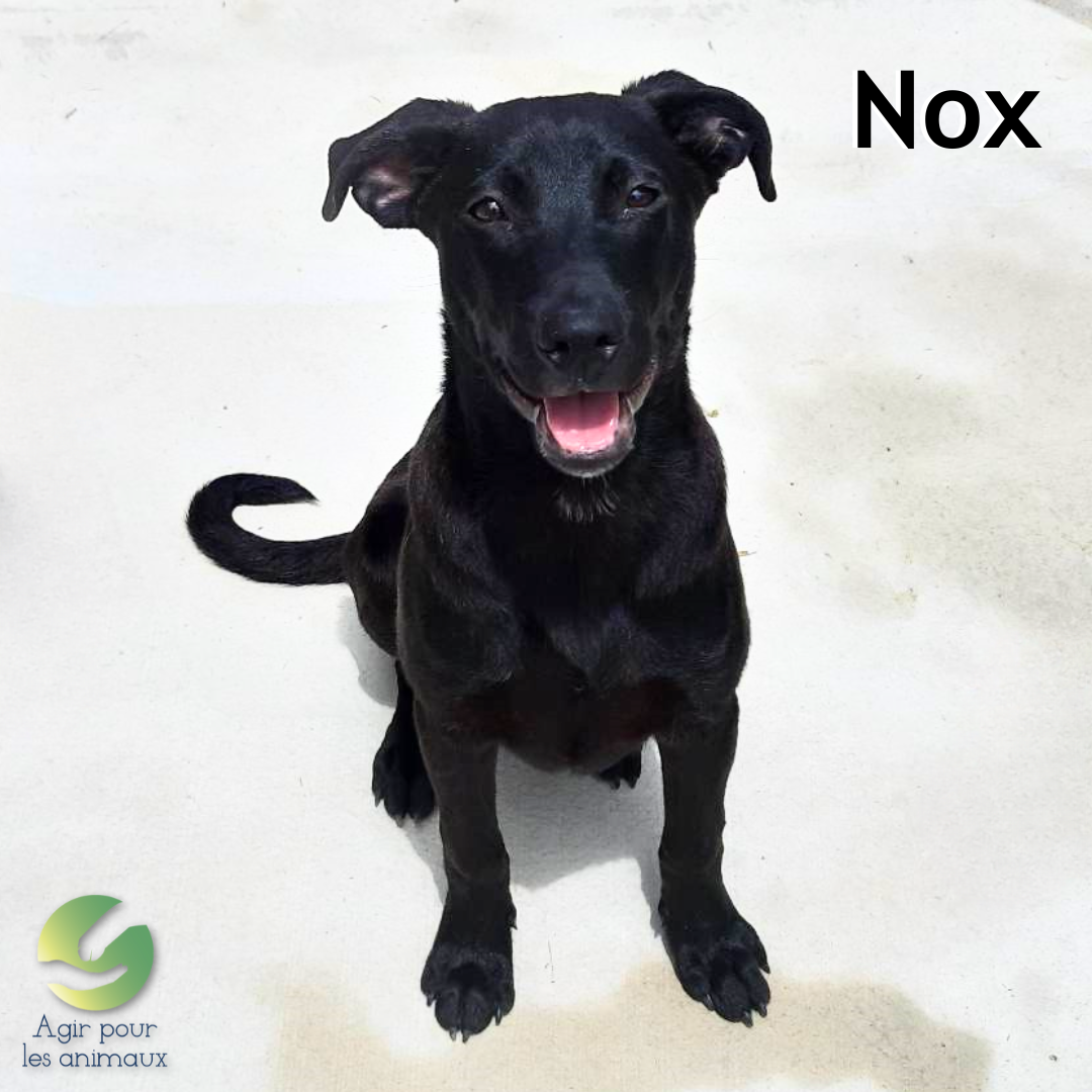 chiot labrador à adopter