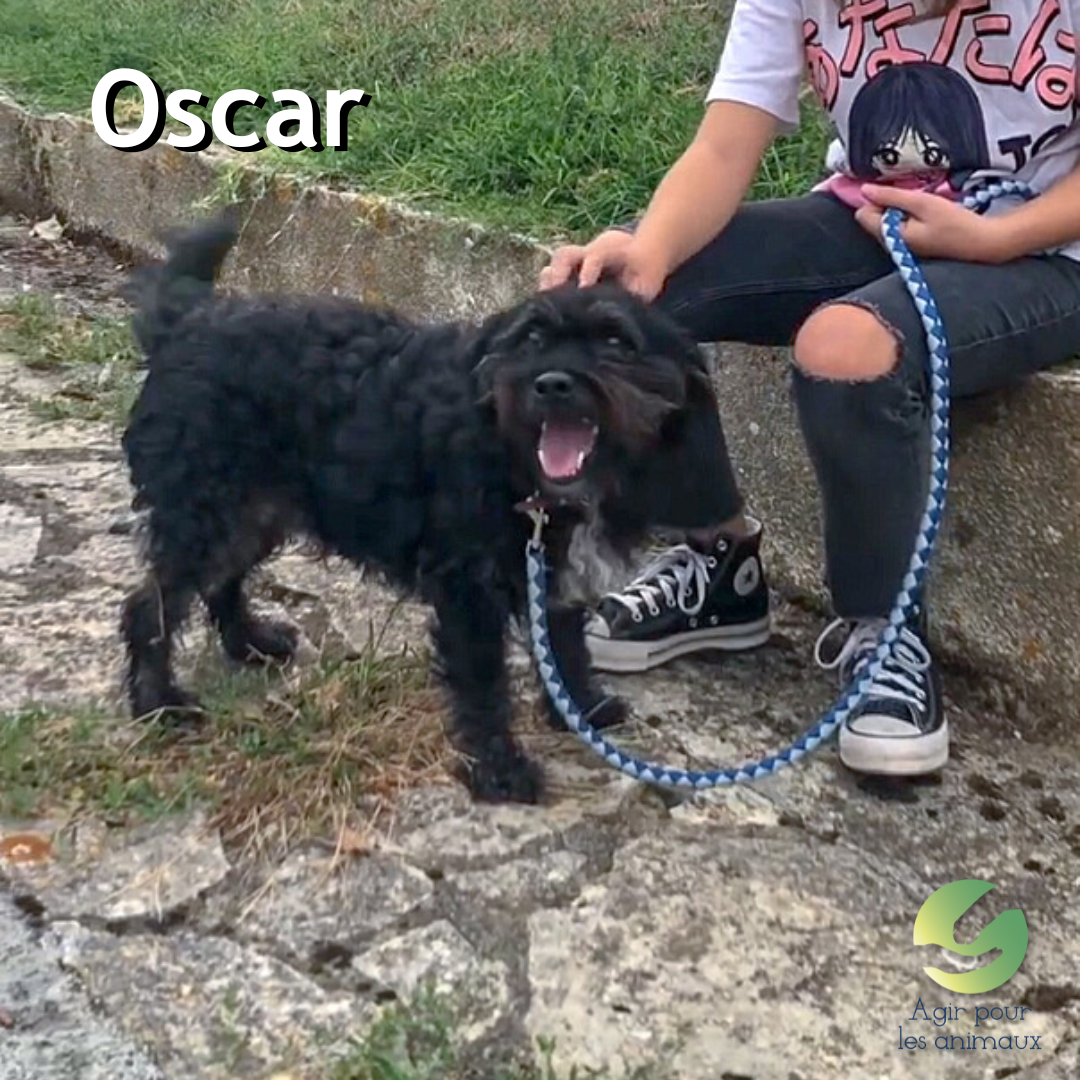Oscar X Griffon à l'adoption