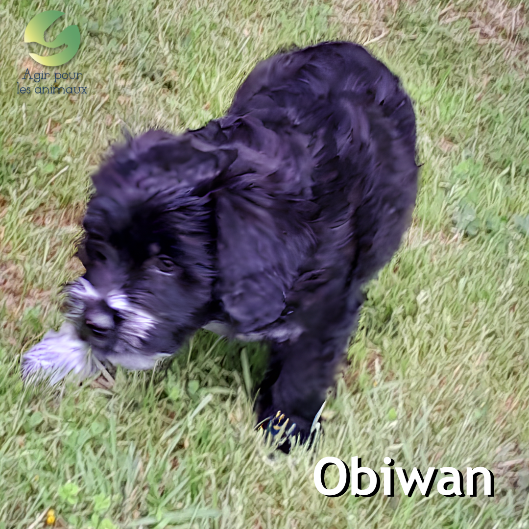 chiot épagneul à l'adoption