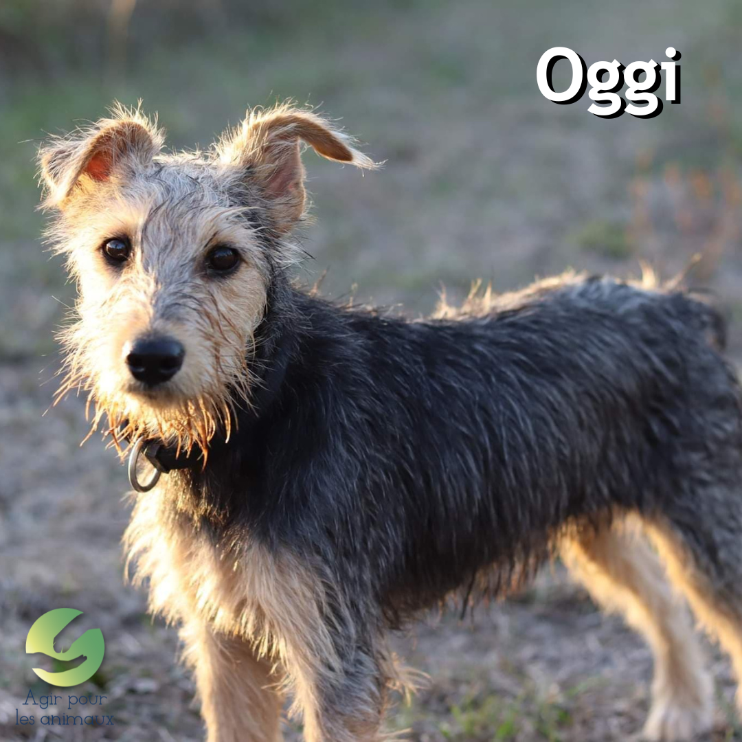 Oggi fox terrier à l'adoption