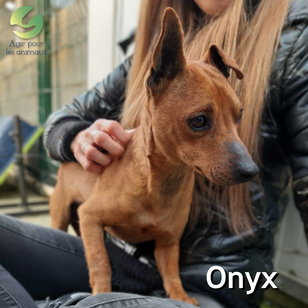 chien Pinscher à l'adoption