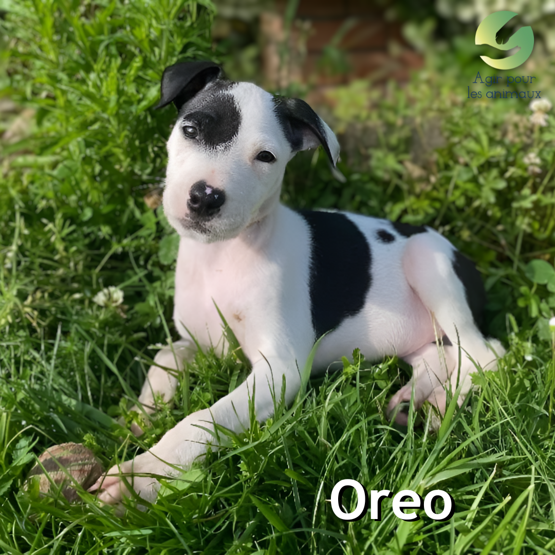 chiot X Berger à l'adoption