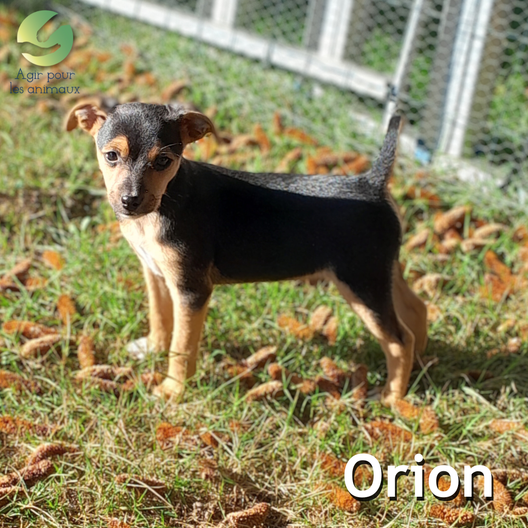 chiot mâle Pinscher à l'adoption