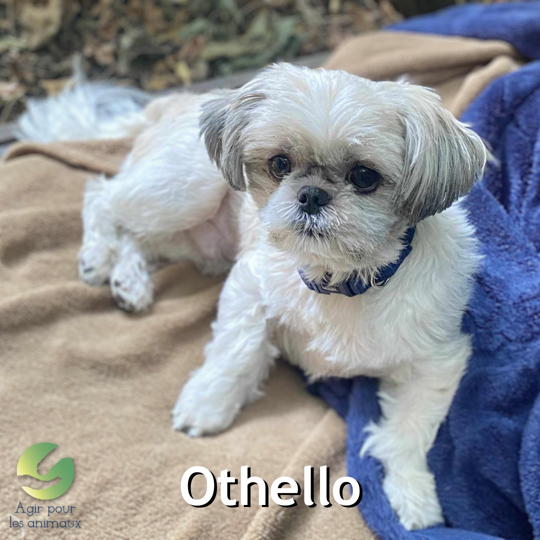 Shih Tzu à l'adoption