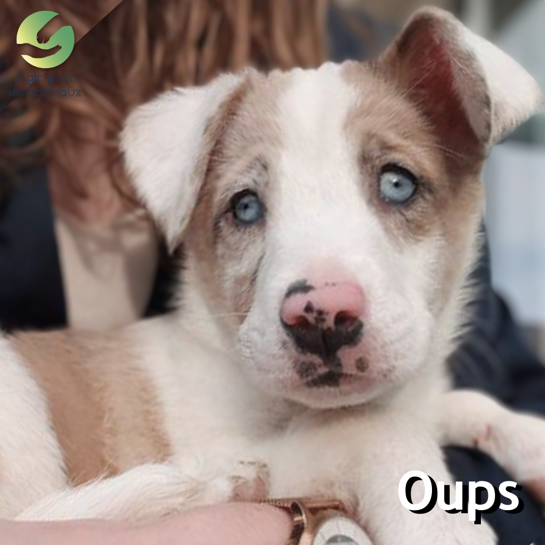 chiot berger australien à l'adoption