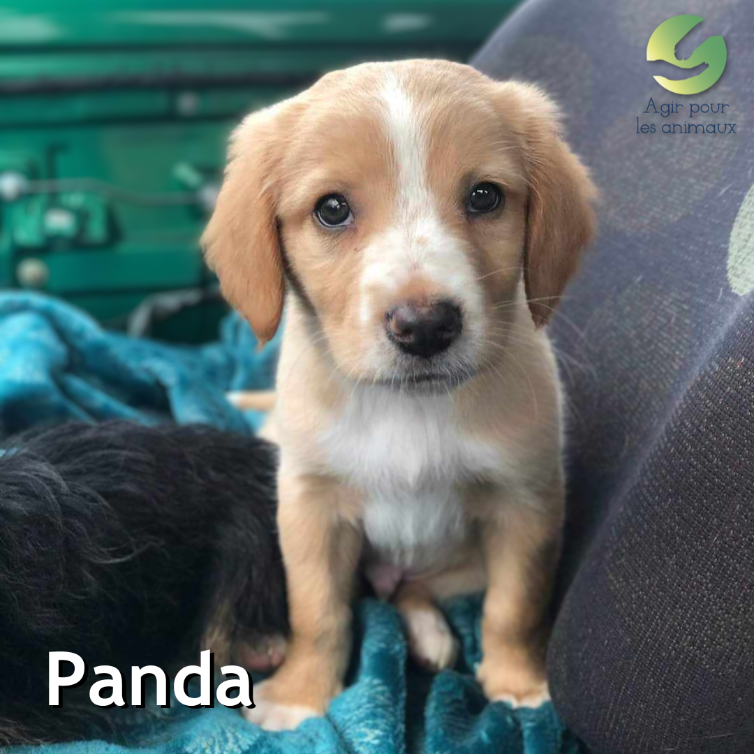 chiot à l'adoption