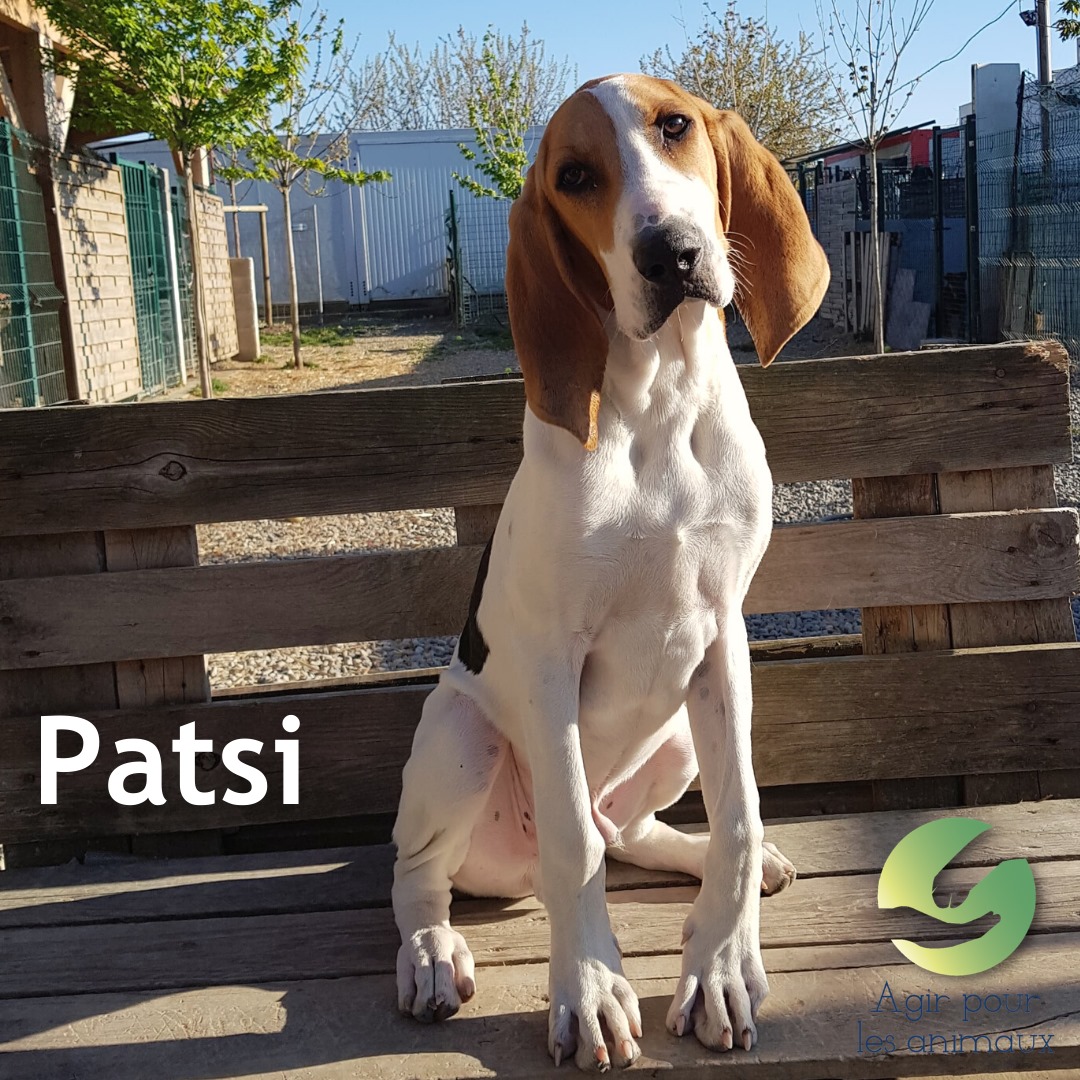 Patsi Bruno du Jura à l'adoption
