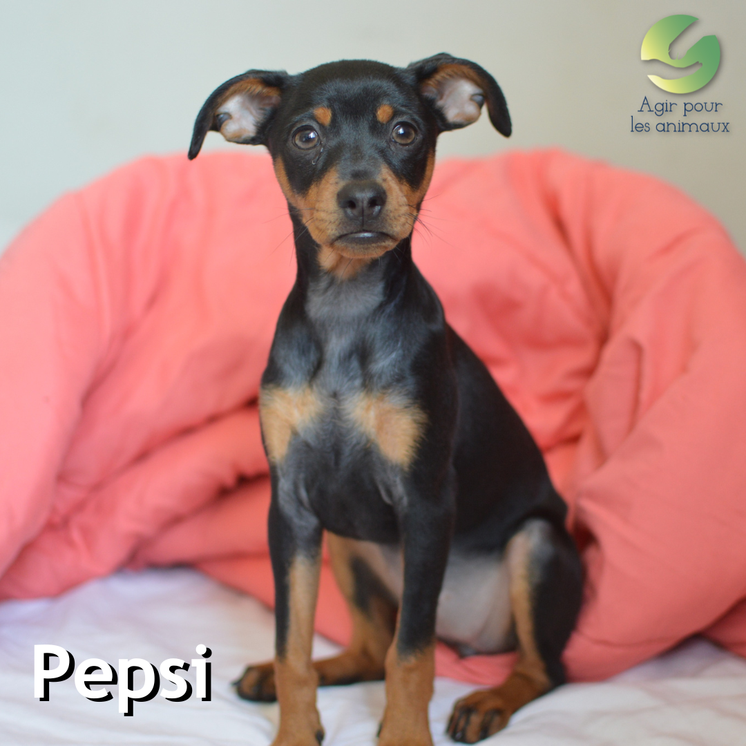 Pepsi chiot Pinscher à l'adoption