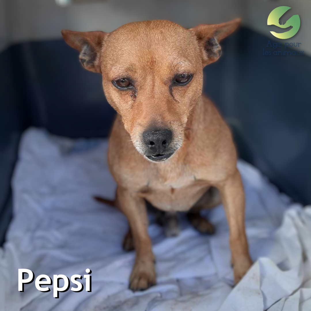 X Pinscher à adopter