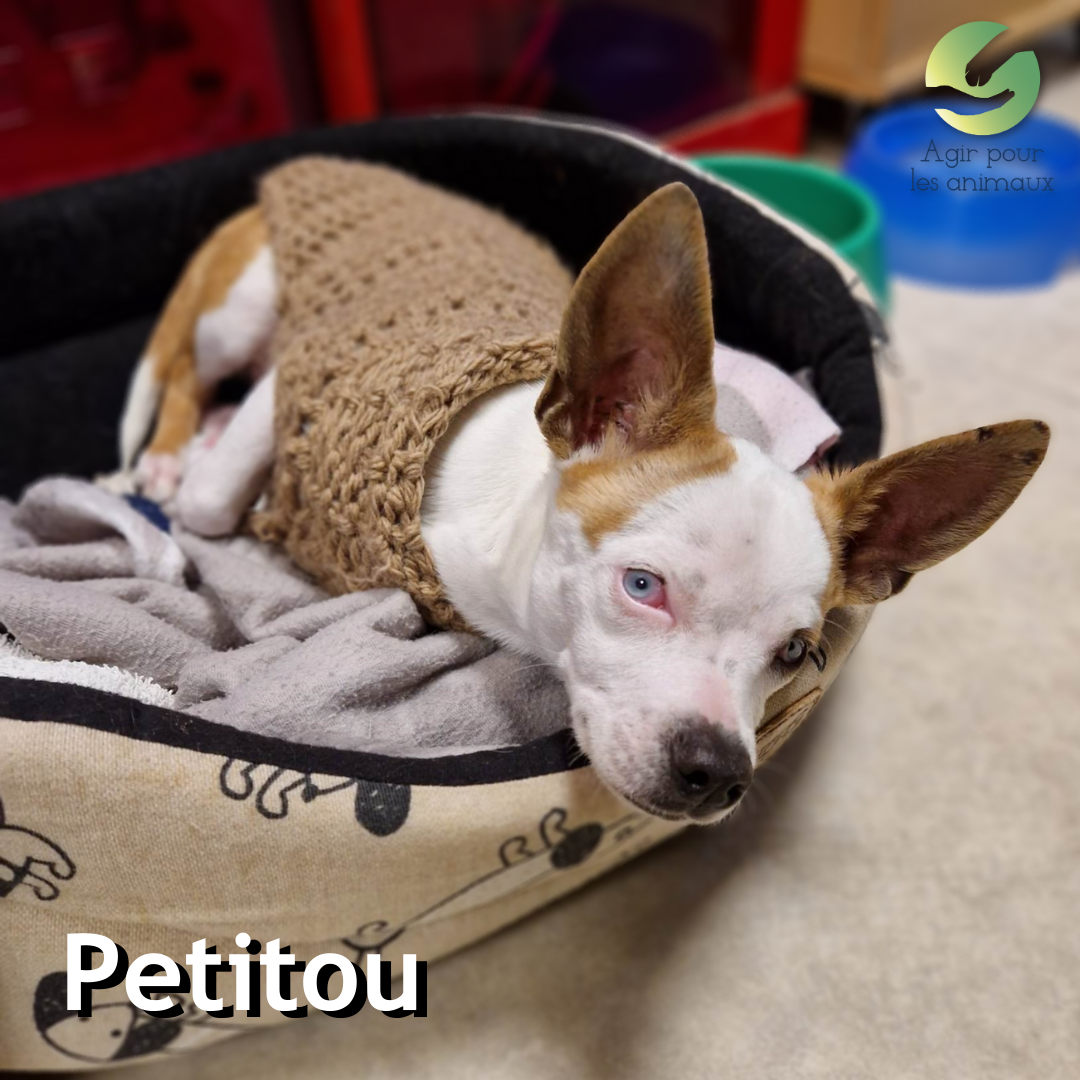 Petitou chiot X Ratier à l'adoption