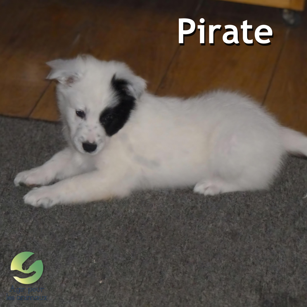 chiot Border Collie à l'adoption