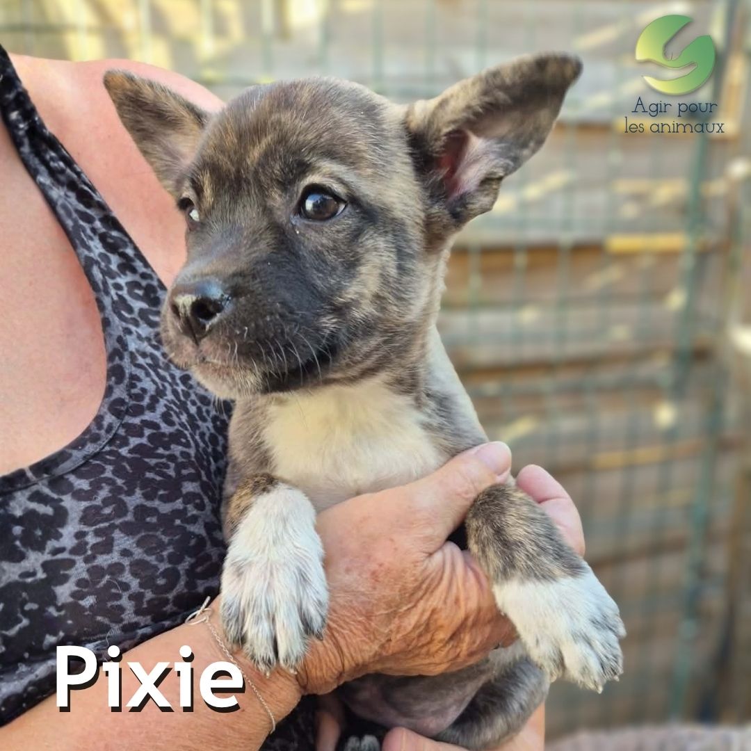Pixie chiot X American Bully à l'adoption