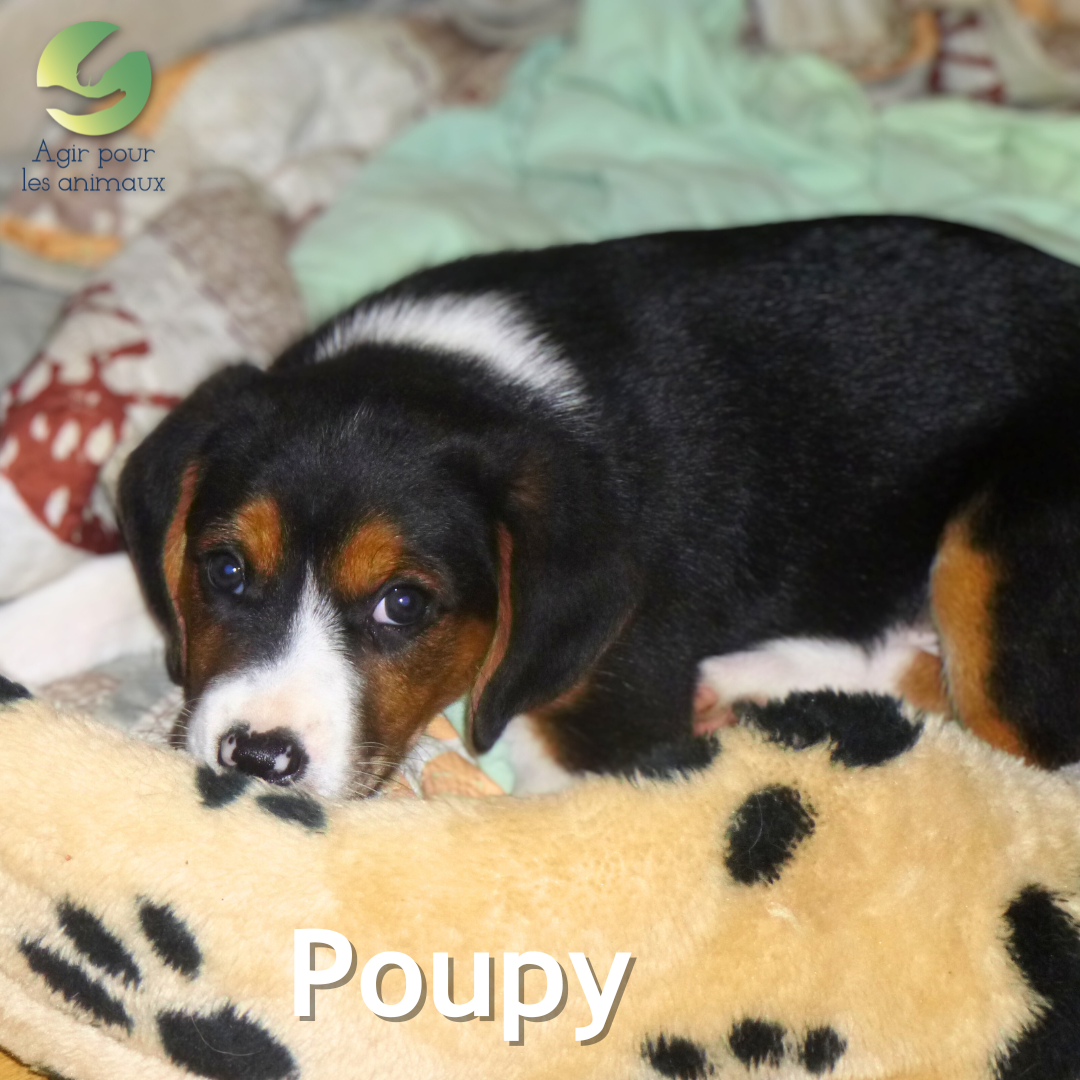 chiot mâle Beagle Épagneul à l'adoption