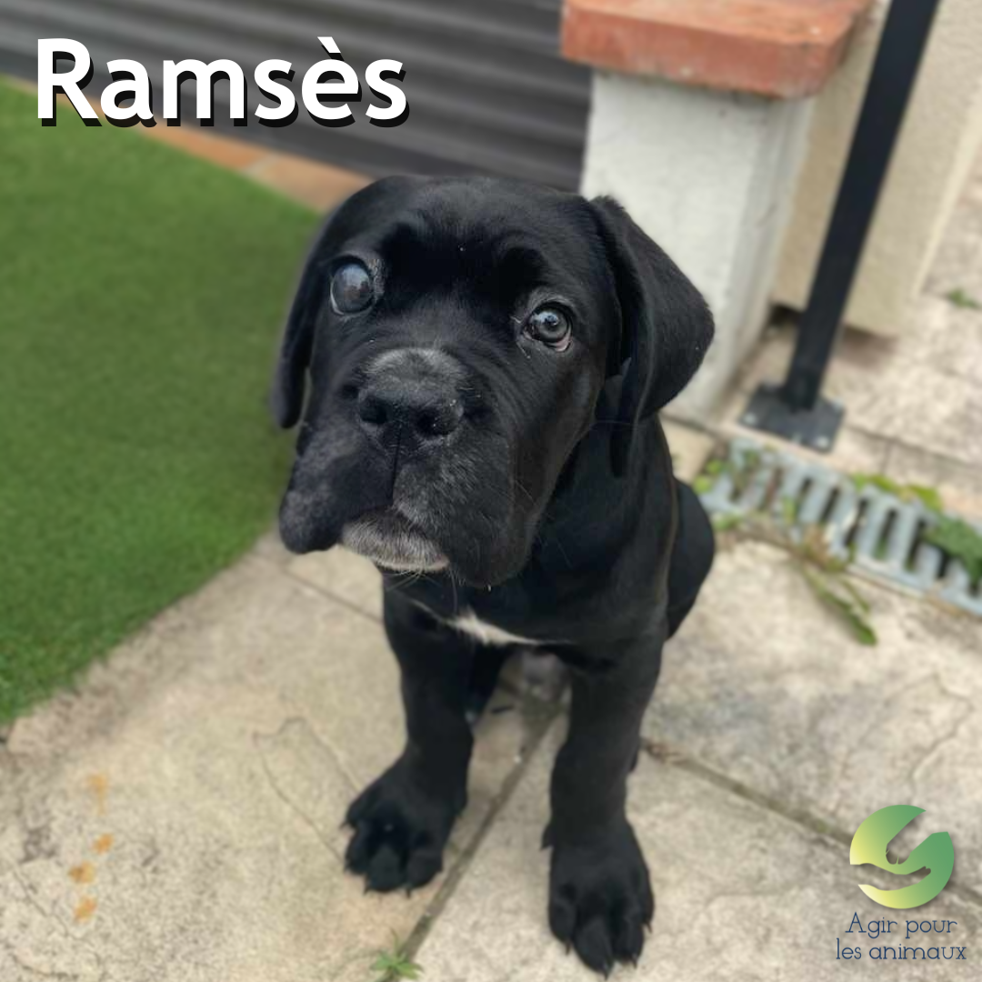 chiot Cane Corso à l'adoption