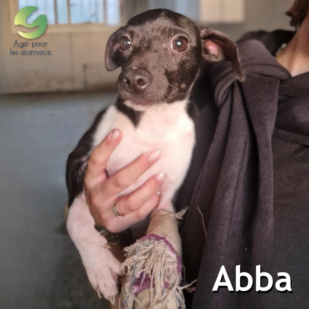 Abba chiot Pinscher à l'adoption