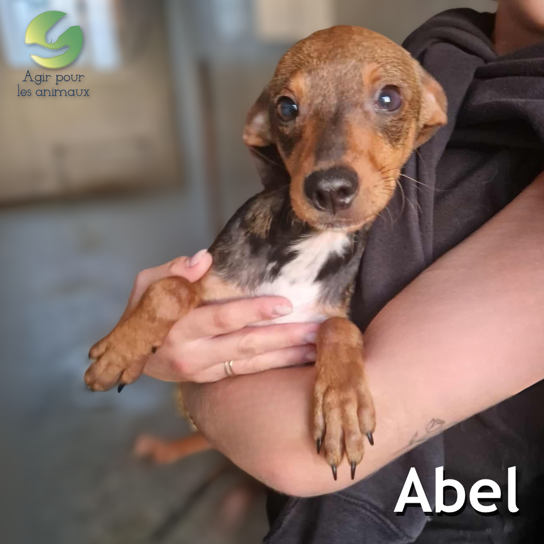 Abel chiot Pinscher à l'adoption