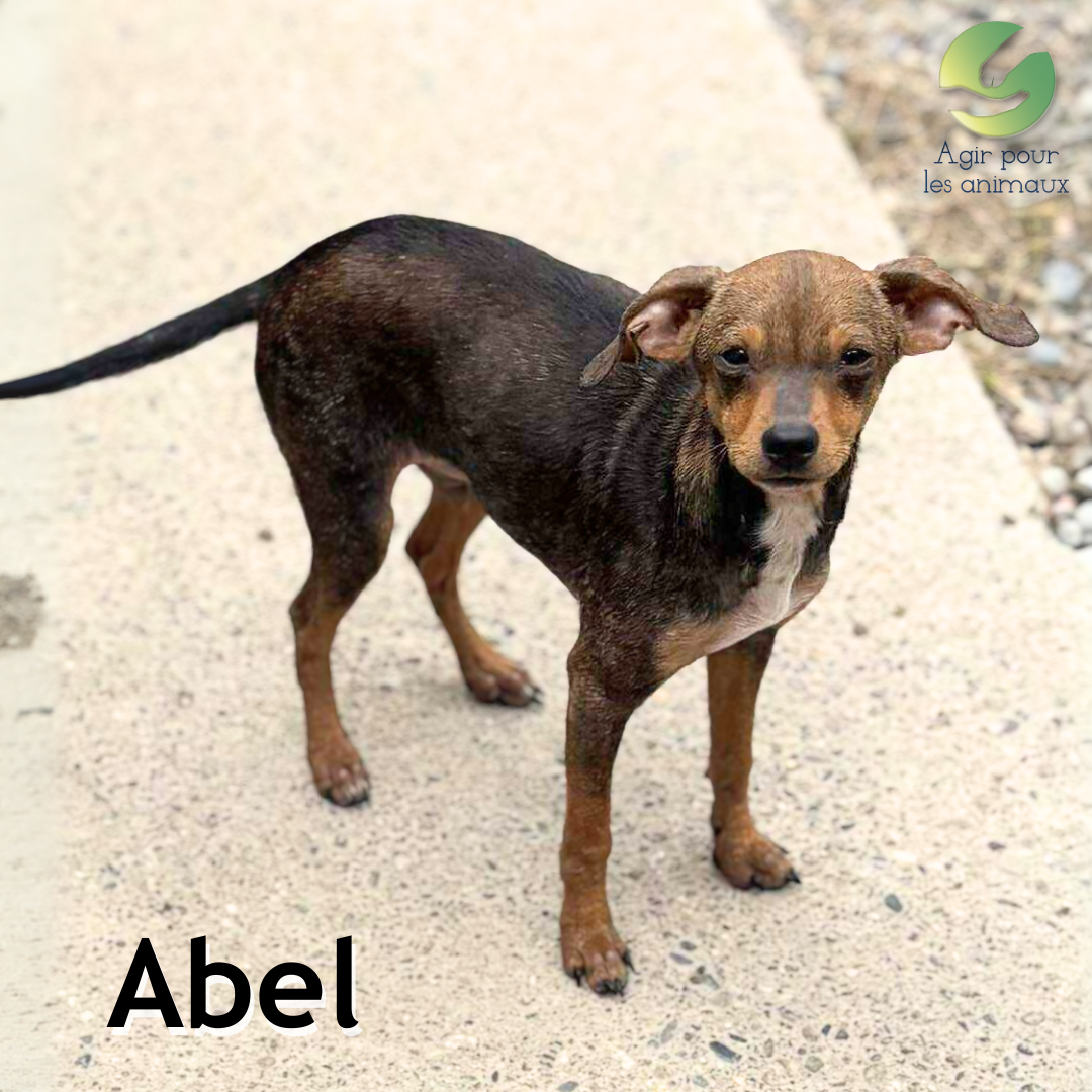 Ratier 2 Abel 23092025