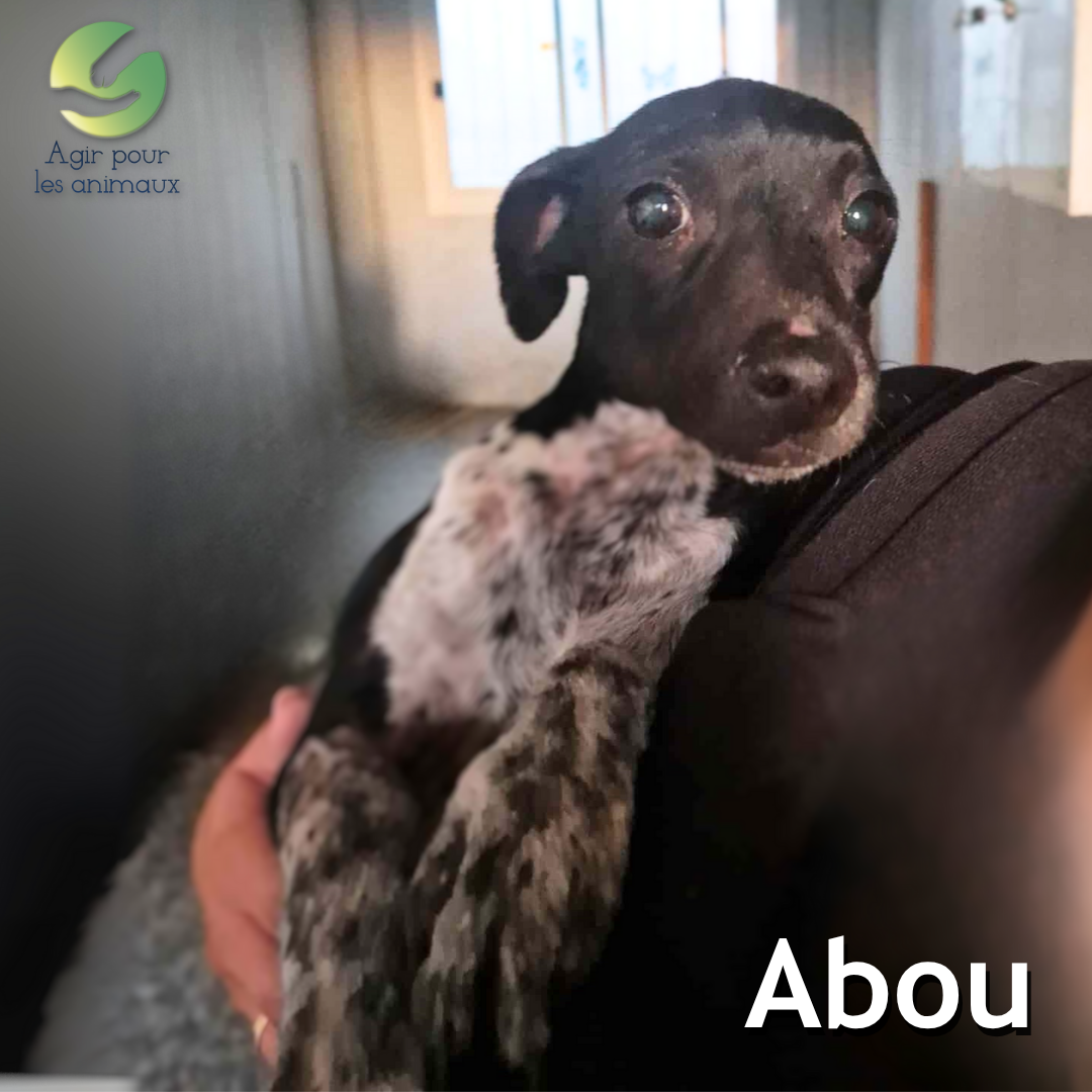 Abou chiot Pinscher à l'adoption