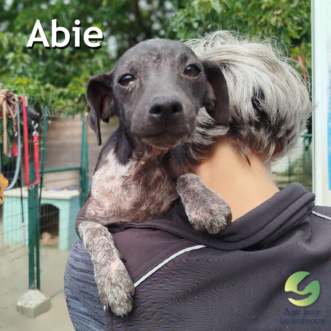 Abie chiot Pinscher à l'adoption