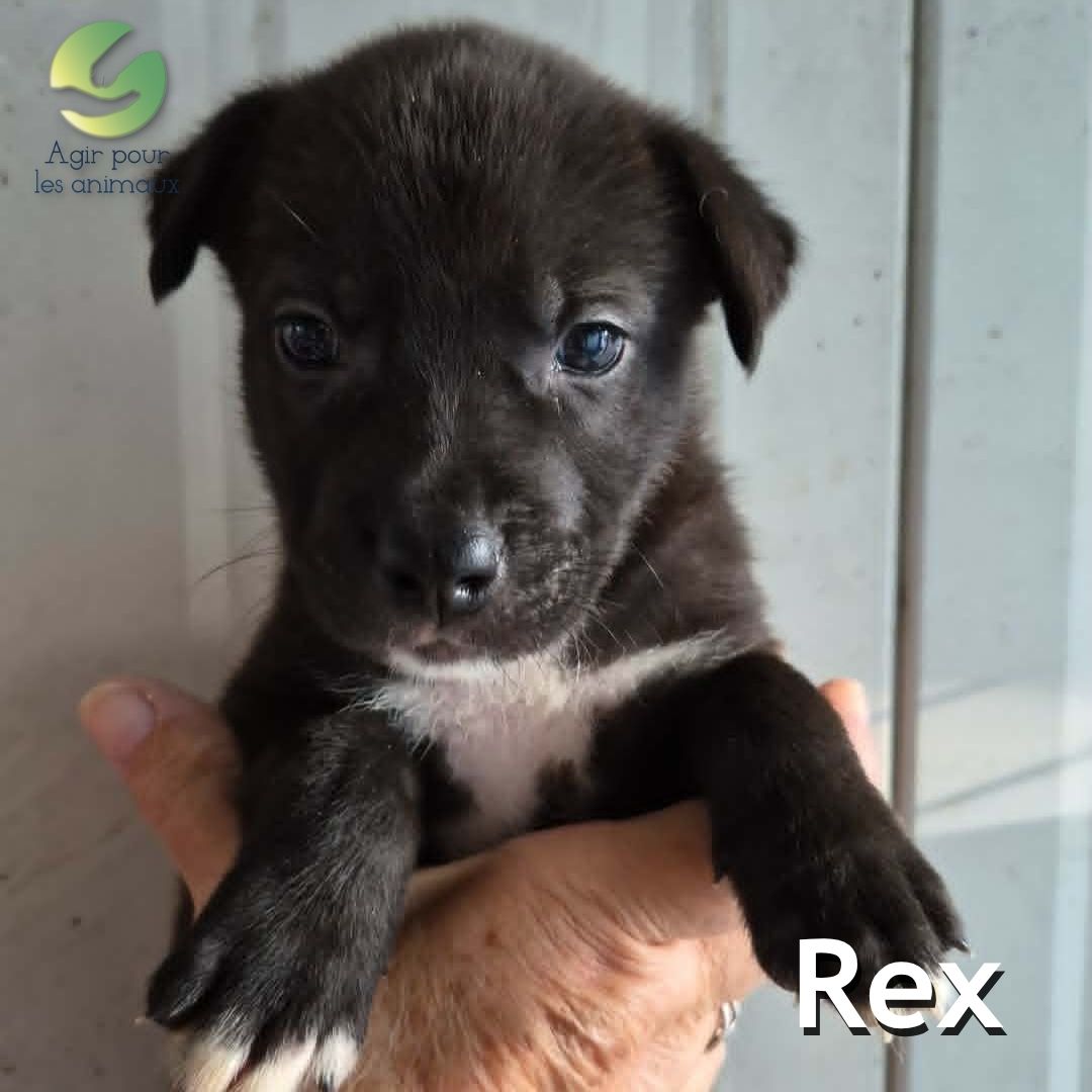 Rex chiot X American Bully à l'adoption