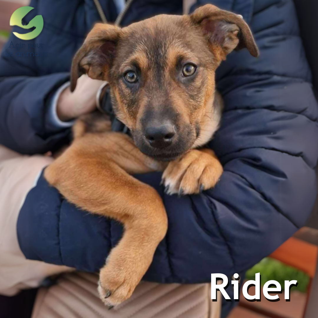 chiot Berger à l'adoption