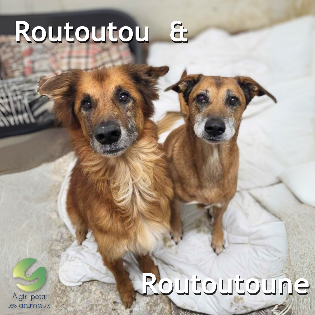 Chiens Berger senior à adopter ensemble