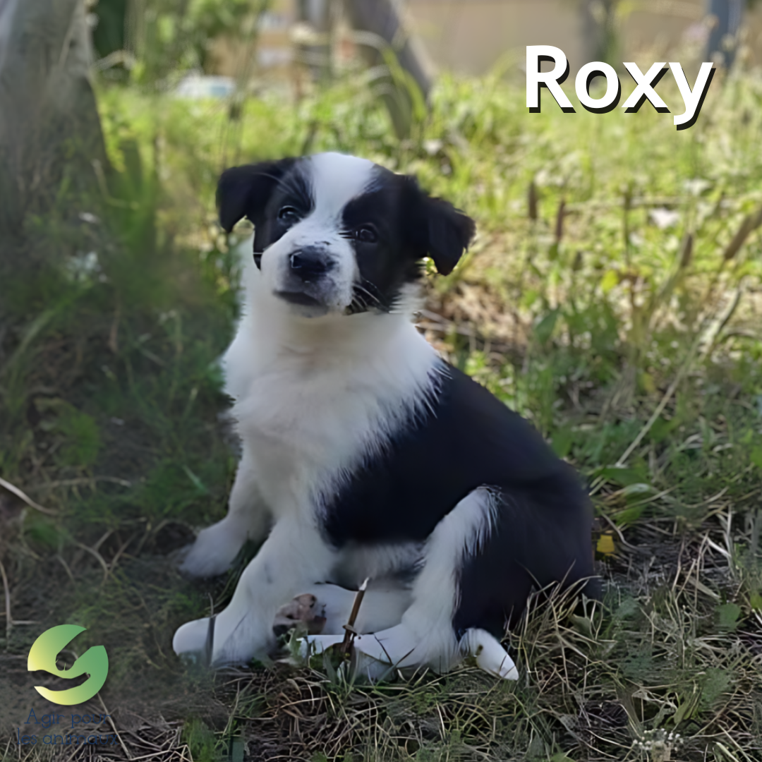 chiot Border Collie à l'adoption