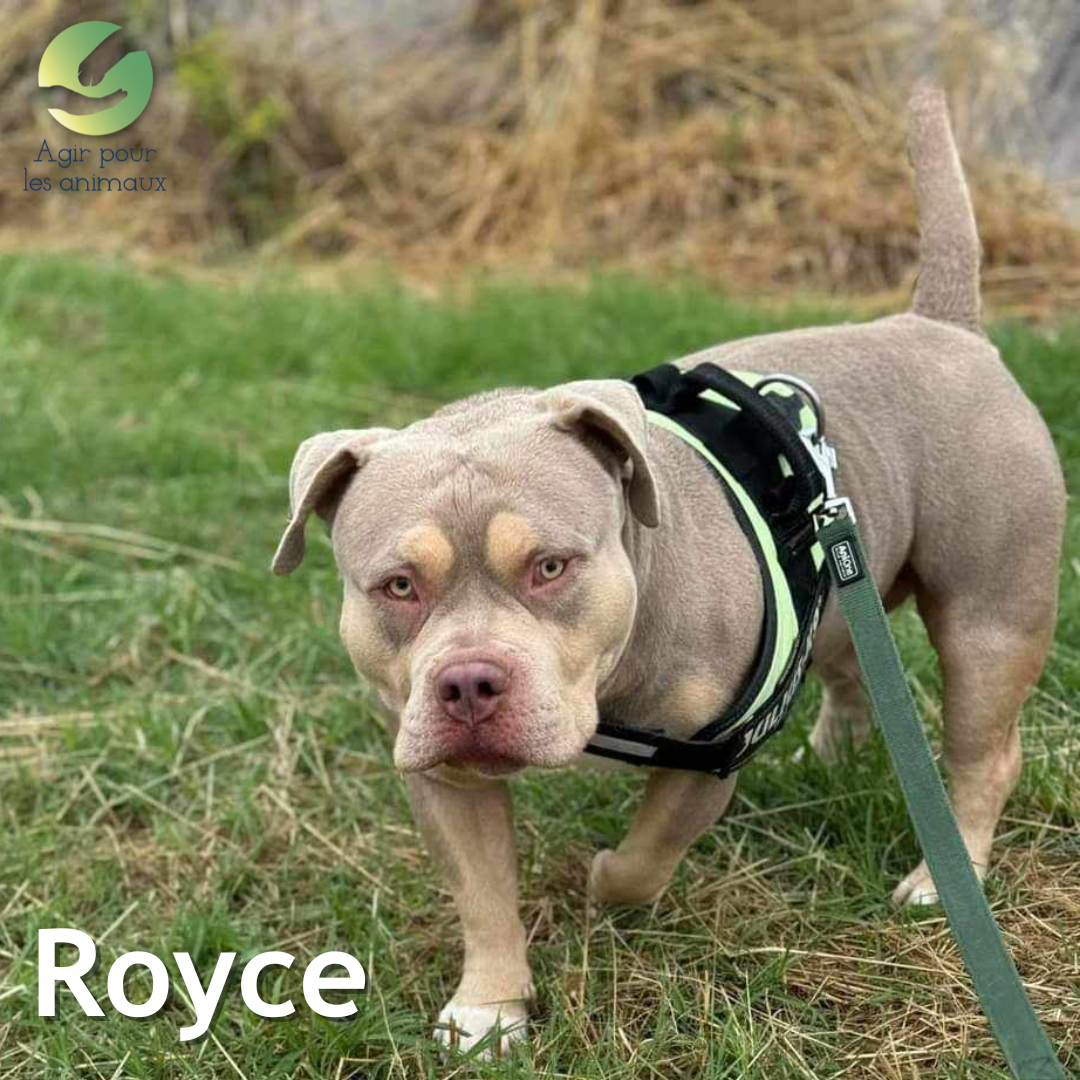 American Bully à l'adoption
