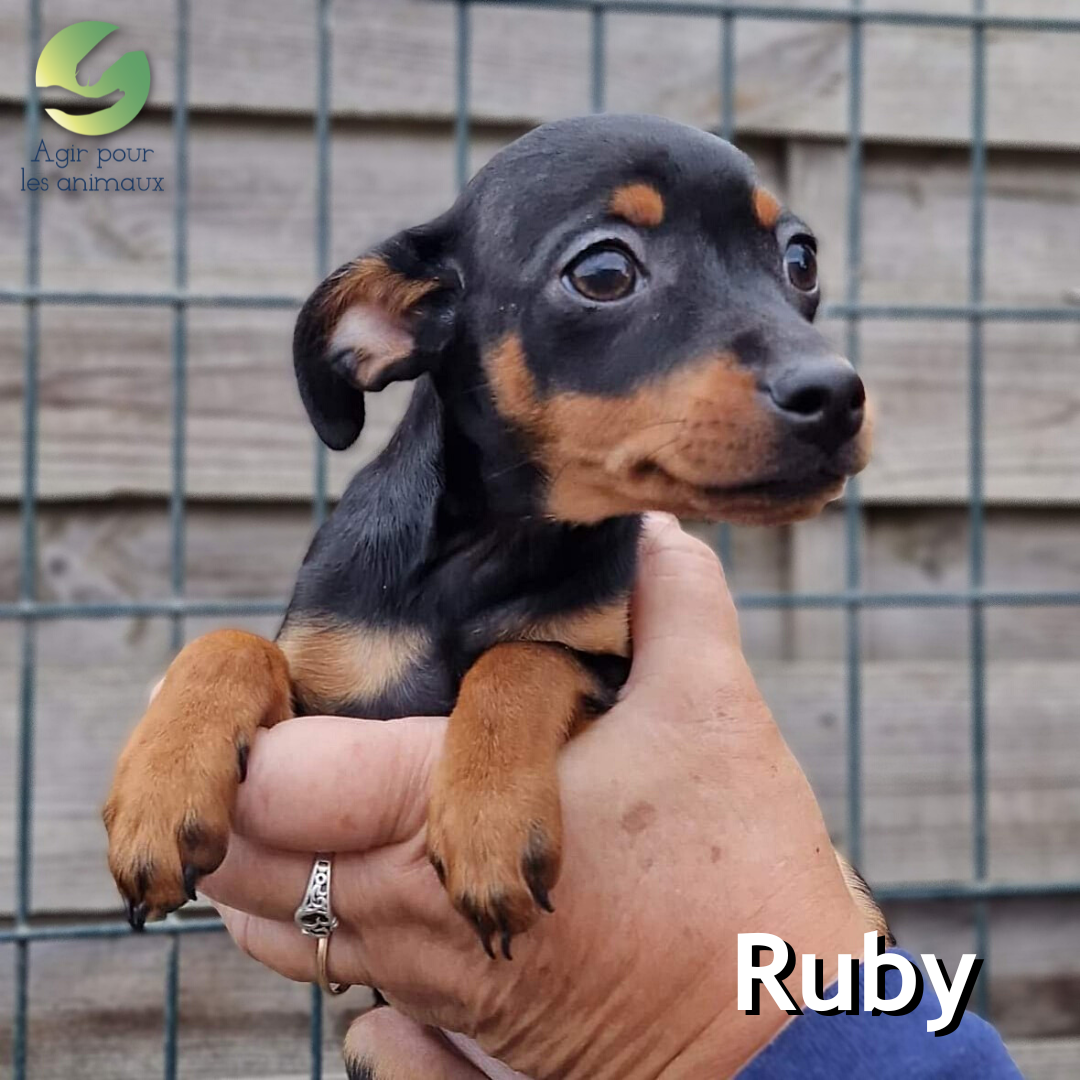 Ruby chiot pinscher à l'adoption