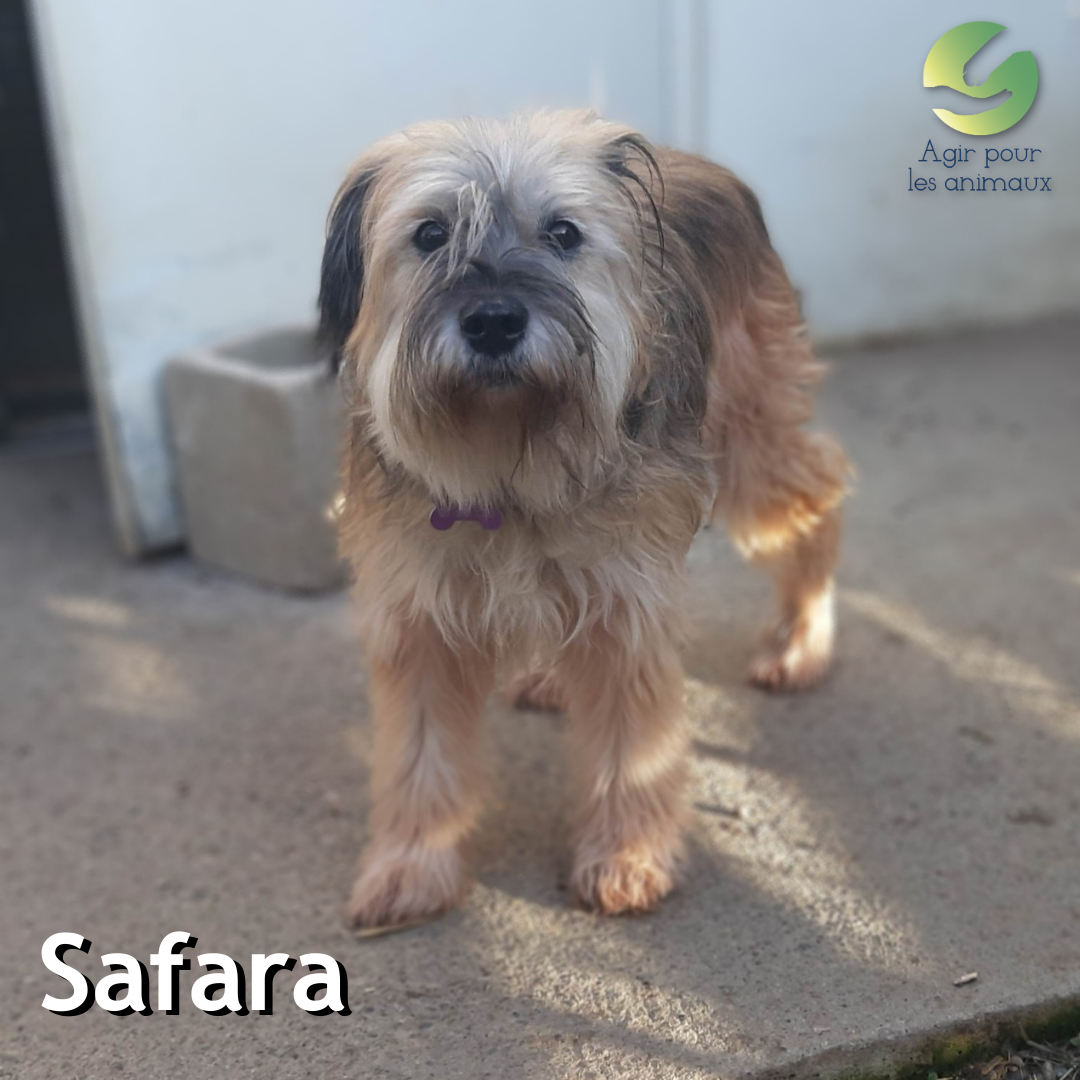 Safara à l'adoption