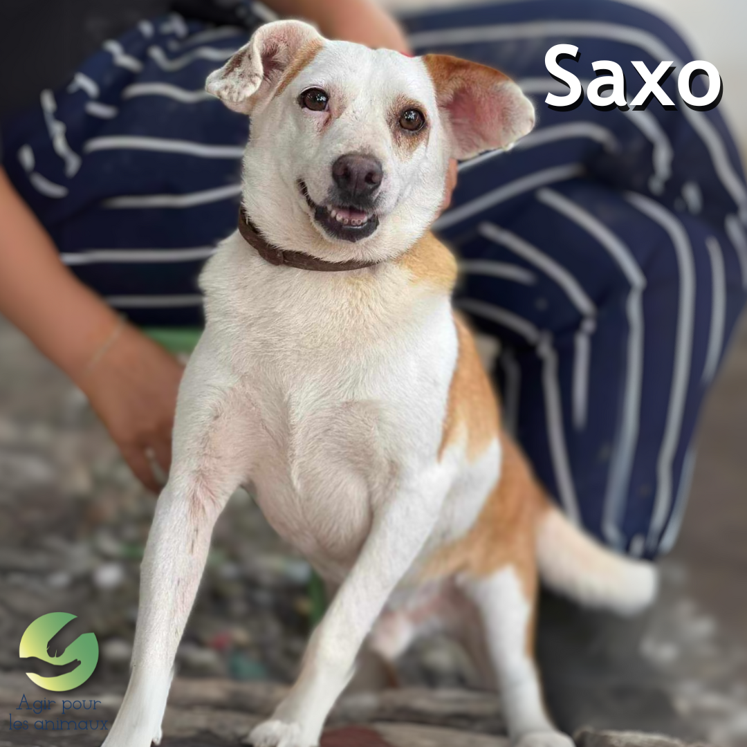 chien ratier à l'adoption