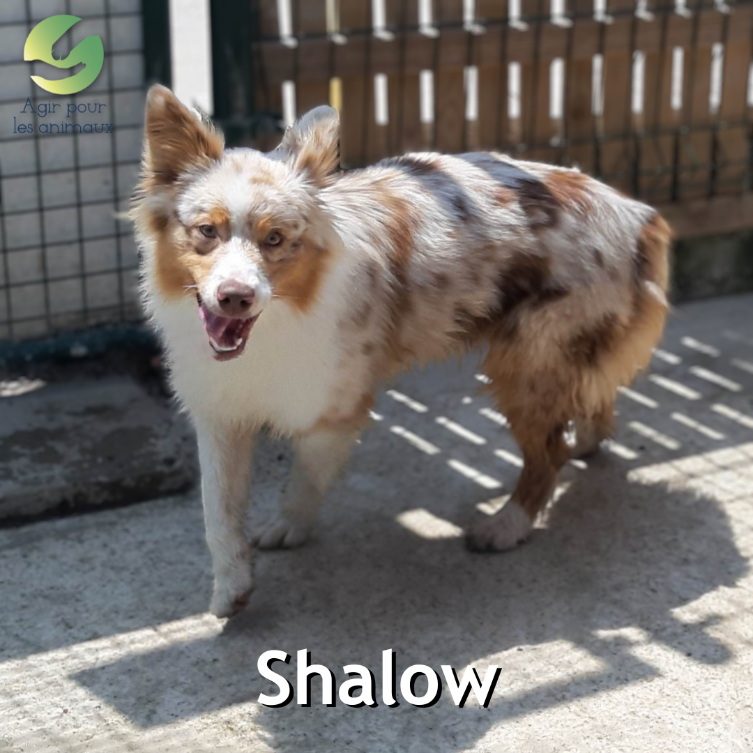 Shalow chiot Berger Australien
