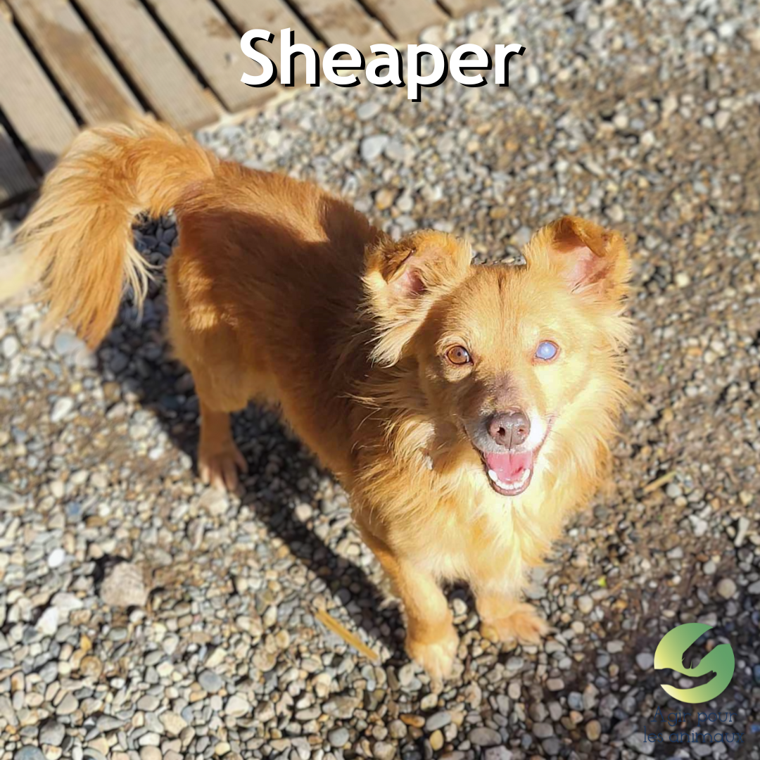 chien à l'adoption
