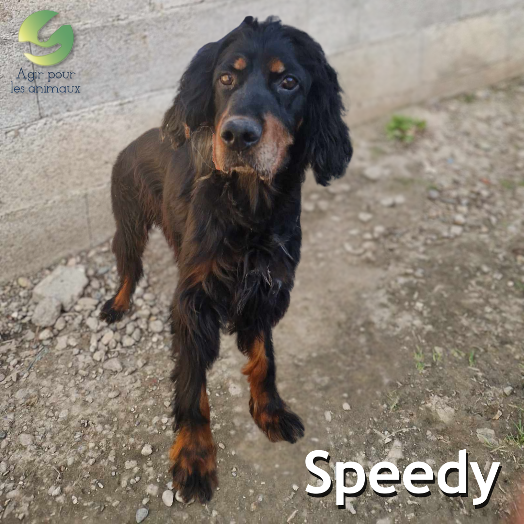 Femelle Setter Gordon à l'adoption