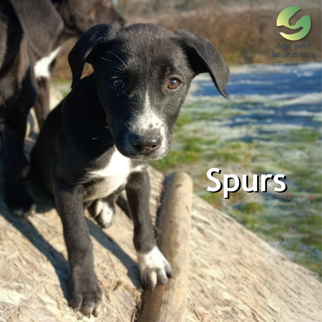 chiot à l'adoption
