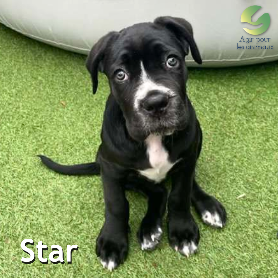 chiot Cane Corso à l'adoption