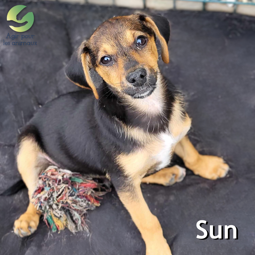 chiot Pinscher Ratier à l'adoption